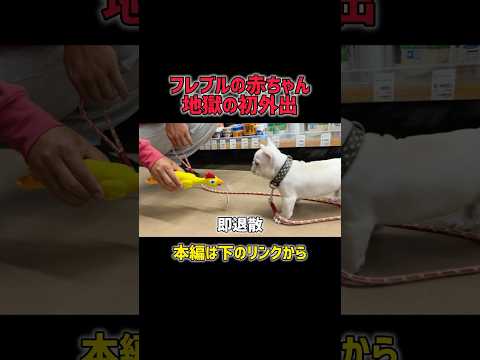 初外出で大パニック‼︎フレブル赤ちゃんが可愛すぎwww #フレブル #フレンチブルドッグ #子犬 #パピー #犬のいる生活 #犬動画 #犬の赤ちゃん #初めてのお散歩 #癒し動画  #おもしろ犬動画