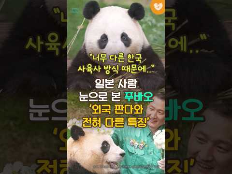 “너무 다른 한국 사육사들 방식 때문에..” 일본 사람 눈으로 본 푸바오 ‘외국 판다와 전혀 다른 특징’ #shorts #푸바오 #강바오