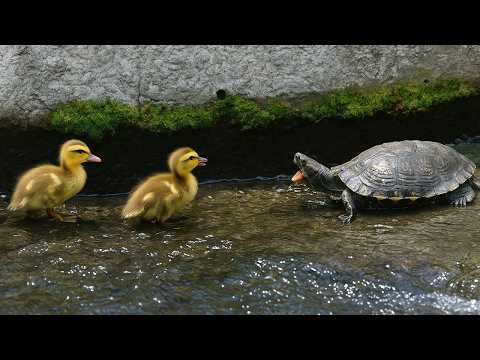 見捨てない母カモ。カメが助けた雛と、流された弟との再会【カルガモ親子】