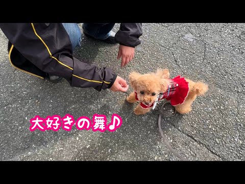 猛ダッシュで大好きな人に会いに行く犬…我が家にきて丸6年！【トイプードルのコロン】