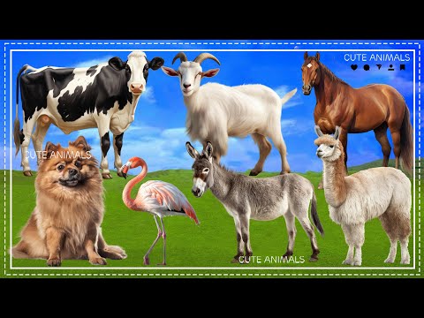 Farm Animal Sounds: Cow, Goat, Horse, Dog, Flamingo, Donkey, Camel - Animal Sound Effect