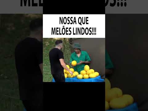 NOSSA QUE MELÕES LINDOS! (ELES FICARAM MUITO BRAVOS) #shorts