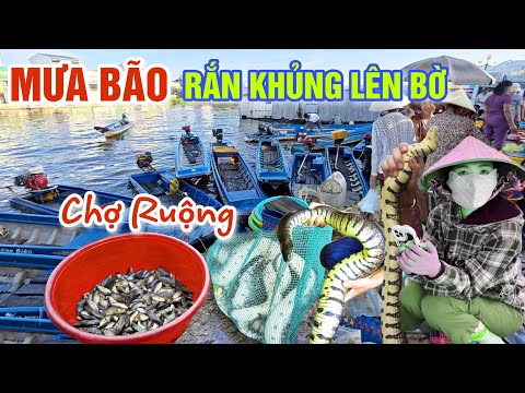 MƯA BÃO VÙNG NƯỚC LŨ RẮN KHỦNG, CÁ ĐỒNG LÊN BỜ TRÀN LAN QUÁ RẺ MÙA NƯỚC NỔI Ở CHỢ NGAN DỪA