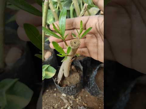 ஒரு வழியா கட்டிங் மூலமா வளத்தாச்சி அடுக்கு அலறி பூச்செடி growing alari plant from cuttings #shorts
