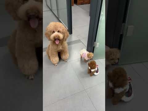 Big poodle and two small baby dogs #cutedog #shorts #shortvideo #funny #funnyshorts #dogshorts