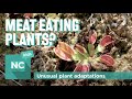 Venus Flytrap Conservation and Biology