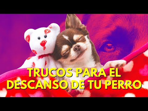 ¡HAZ ESTO! y tu perro DORMIRÁ donde y cuándo debe 🐶