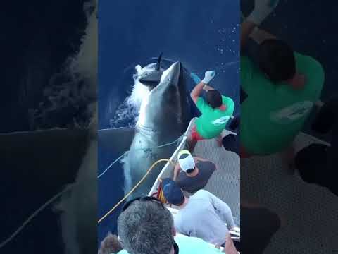 The Shocking Encounter: Great White Shark Attacks Massive Tuna! #sharks #tuna