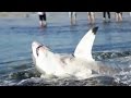 Great White Shark Findings and Behavior