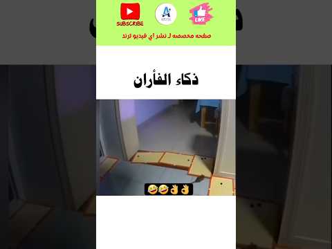لا تحاول مع الفأران #اكسبلور