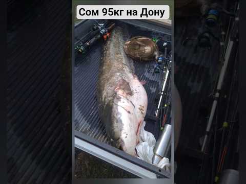 #sports ГИГАНТСКИЙ СОМ НА КВОК! РЫБАЛКА НА СОМА 2025! РЫБАЛКА НА КВОК! КАК ЛОВИТЬ СОМА НА КВОК