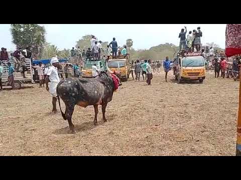 மதகுபட்டி மிருதன் பாசமும்   வீரமான விளையாட்டும் ௧ல்லல் மஞ்சுவிரட்டு2023...