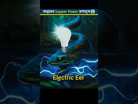Allah's Superpower Creature⚡| Electric Eel 🦈 #shorts