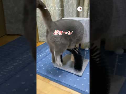 猫の動画サムネイル - キャットタワーに入れなかった猫｜PECO #shorts