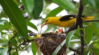 Eurasian golden Oriole feeding its baby