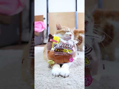 猫の動画サムネイル - 2色パン（チョコ＆クリーム）　250619　#のせ猫　#ねこ #cat #cute #猫のいる暮らし #ネコ　 #猫のいる生活
