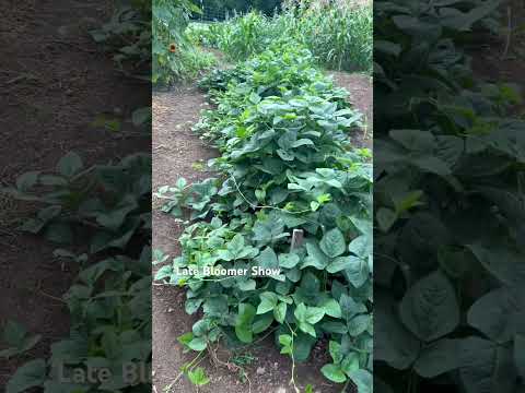 Let’s check Lower Garden Part 1🪴