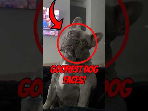 Top 5 Goofiest Dog Faces Ever 😂🐶 (Try Not to Laugh!)