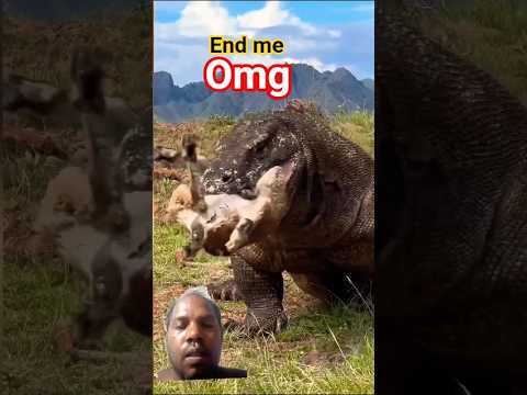 ak bakri ko jinda nigaldiya #komodo #wildlife #comododragon #shorts #shortsfeed #youtubeshorts