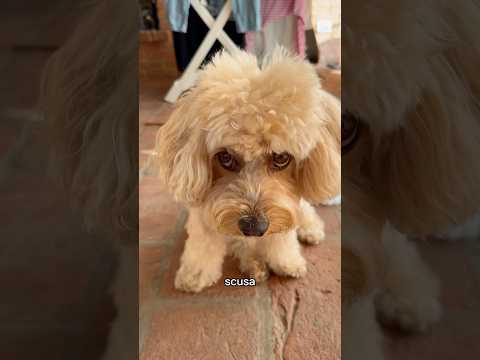 IL PICIU PICIU 🐻 #chico #divertente #cane #canedivertente #funny