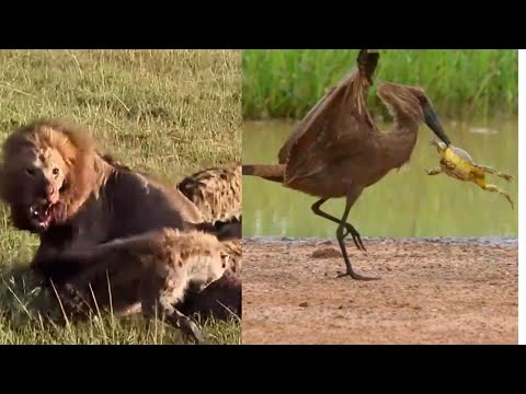 31 Minutes of Unlikely Animals Fighting Back Against Predators!