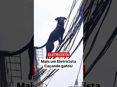 CACHORRO ELETRICISTA #remix #cachorro #pets