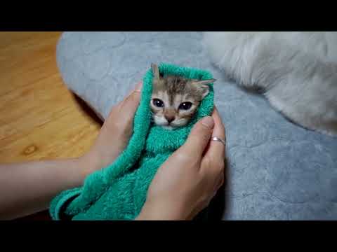 아기고양이 구조 후 첫 목욕 강아지 반응