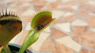 Flytrap plant eating bug alive Giant Venus Fly Trap plant eating bugs #flytrap #sundew
