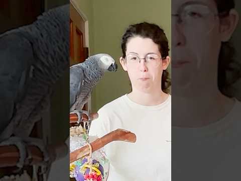 How to Train Your Parrot 🦜
