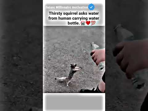 Thirsty squirrel asks.....💔😭 motivational status #motivation #whatsappstatus #youtube #attitude