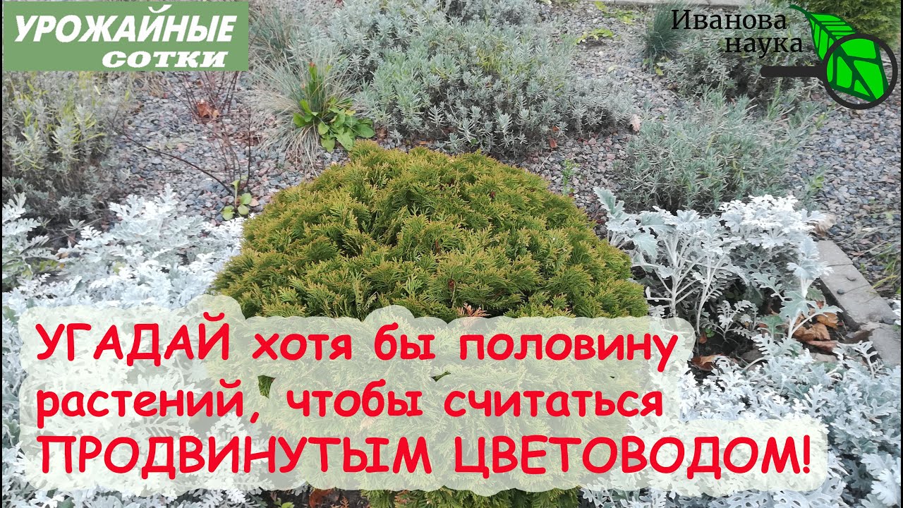 17 прекрасных неприхотливых многолетников для зимней красоты участка!