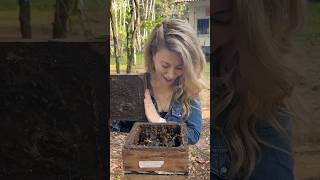 Meeting stingless bees in the Amazon rainforest