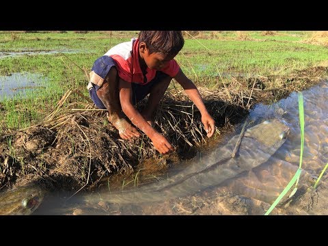 Cowboys catch big fish in rice field