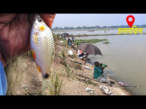 চলনবিলে বরশি দিয়ে পুঁটি মাছ ধরার ধুম|মাছ ধরার নতুন ভিডিও