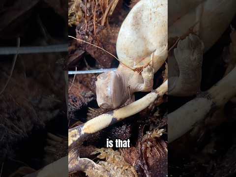 I HATCHED 2 baby crested geckos! #reptiles #animaleducation #crestedgecko #emzotic #hatching #geckos