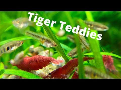 Neoheterandria elegans Tiger Teddies #Shorts