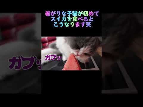 暑がりな子猫が初めてスイカを食べるとこうなります笑　#出産 #子猫 #kitten