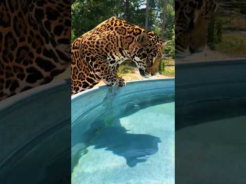 Tank Tub Time