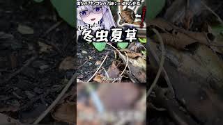 「冬虫夏草」って何？夏休みの自由研究にもピッタリ！※詳しくは関連動画からアクセス！