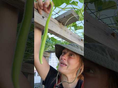 Long gourds are fun!