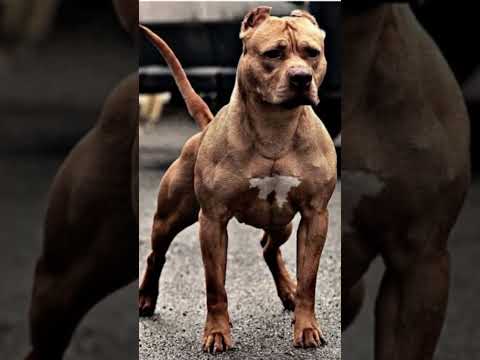 #pitbull #dog #sabse #khatarnak #dog #jaiveeru #song