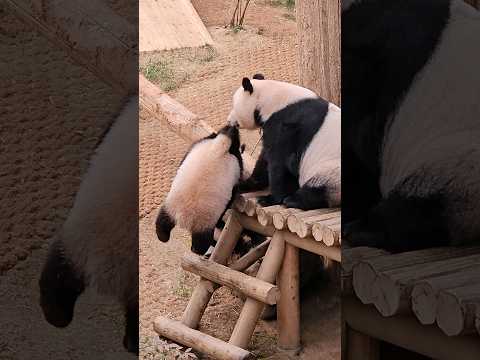 240521 31.4키로 후뚠이를 물어올리는 아이바오