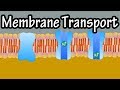 Exploring Cell Membrane Transport Mechanisms