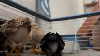 Kolik se nám nakonec podařilo vyklubat 🐣 kuřátek? Sleduj až do konce a dovíš se to!