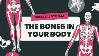 Skeletal system : THE BONES IN YOUR BODY