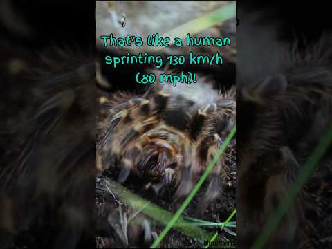 Tarantulas Move Like They’re Teleporting!