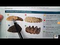 Evolutionary Relationships and Fossil Evidence