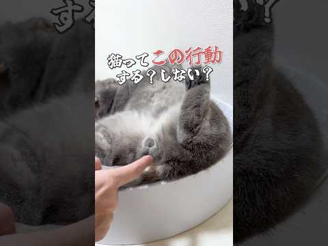 夏の猫あるある #猫 #ねこ #猫のいる暮らし #猫好きさんと繋がりたい #猫動画 #子猫 #猫あるある