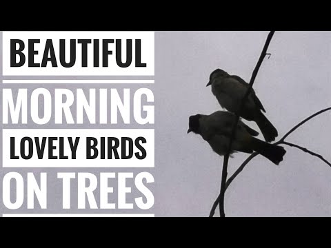Beautiful Morning | Lovely Birds on Trees