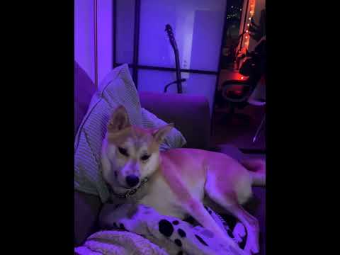 #cutepuppy #cutiepie #relaxing #cutness #realfeeling #cute #namishibba 😇🐶🐕🤎🥱😴🤎🍁🇨🇦🇨🇦